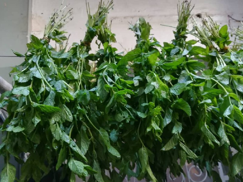 نعناع يابس نعناع جاف نعناع ناشف