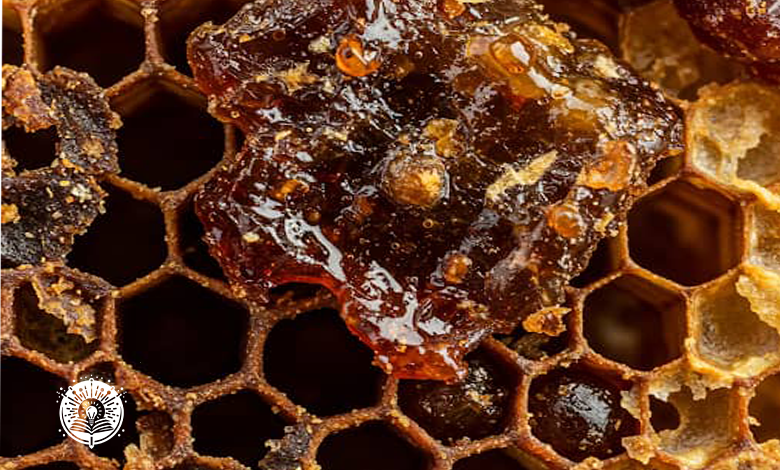 العكبر فوائده وطرق استعماله